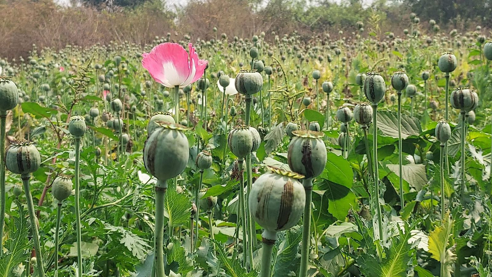 ब्रेकिंग न्यूज- रायगढ़ जिला के तमनार क्षेत्र के आमाघाट में अफीम की खेती का खुलासा।