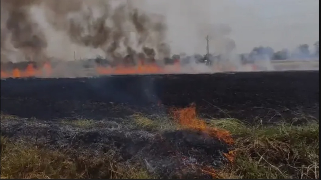 मौहाढोढा में 15 से 20 एकड़ में गेहूं की फसल जलकर हुए खाक